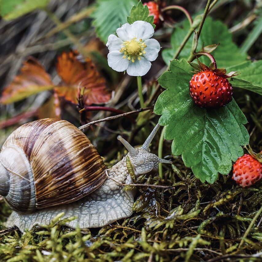 snail-g6f894ae42_1280